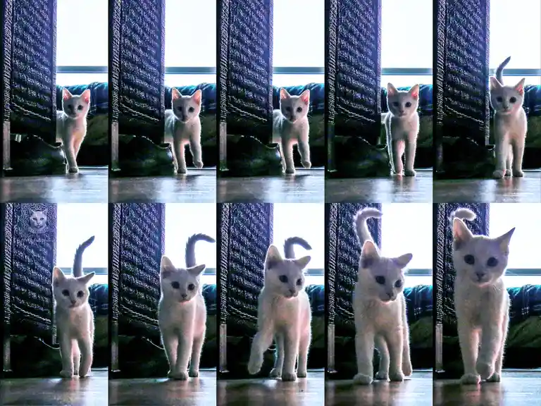 A grid of ten photos shows a small white kitten walking confidently toward the camera, its tail held high and eyes fixed…