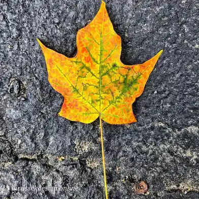A single maple leaf with vibrant orange, yellow, and green hues lies on a dark, textured asphalt surface. The leaf's veins…