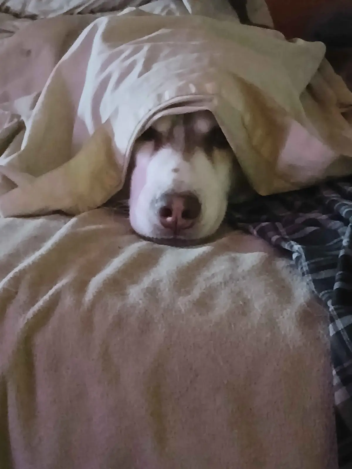 A dog with a white and brown face is lying in bed, mostly covered by a beige blanket, with only its nose and eyes visible…