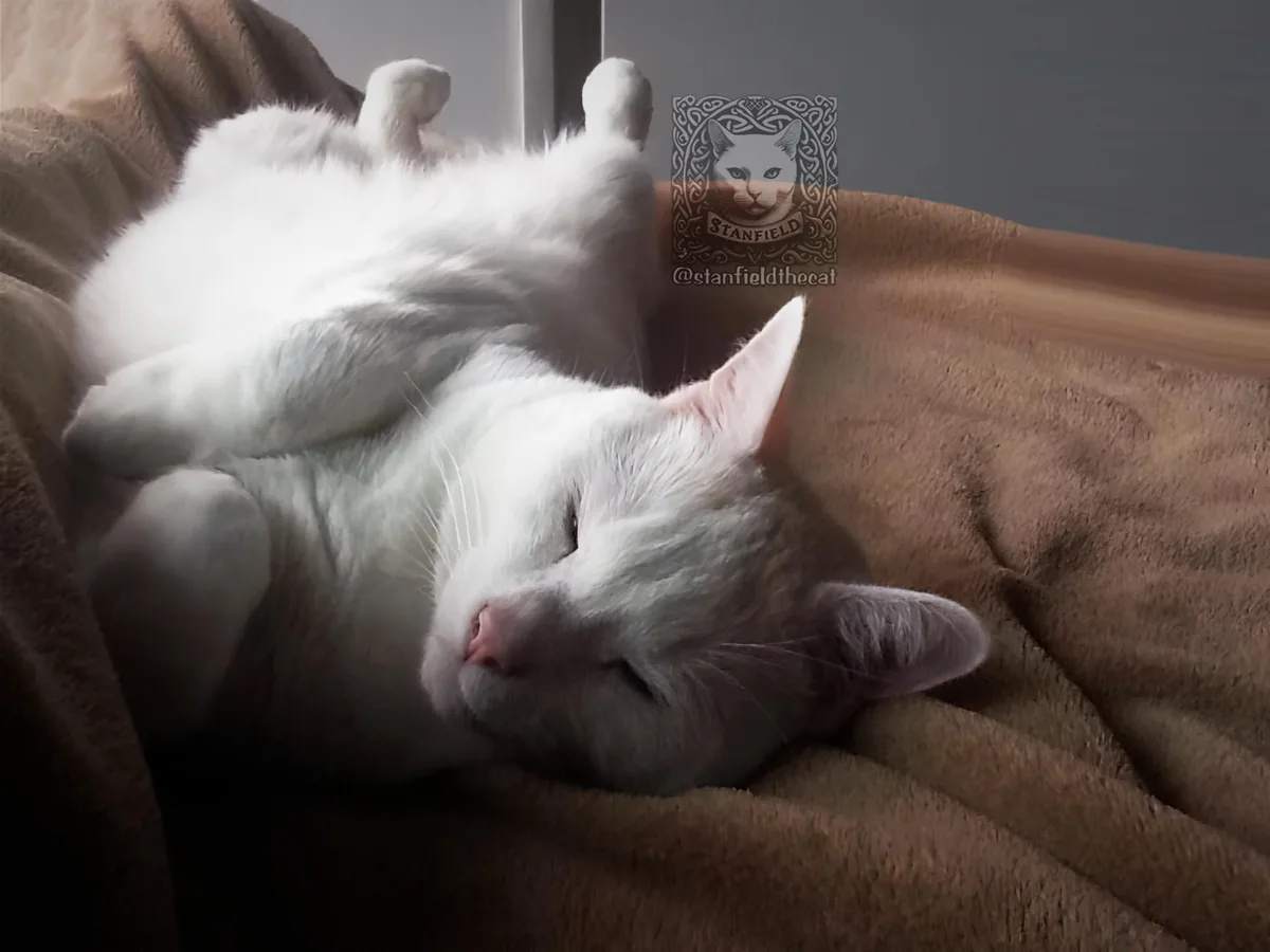 A fluffy white cat is sleeping peacefully on its back on a brown blanket, paws up in the air, with a decorative logo…