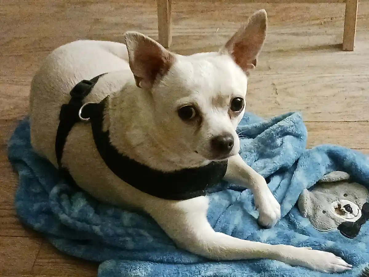 A small white chihuahua wearing a black harness lies on a blue fluffy blanket on a wooden floor, looking directly at the…