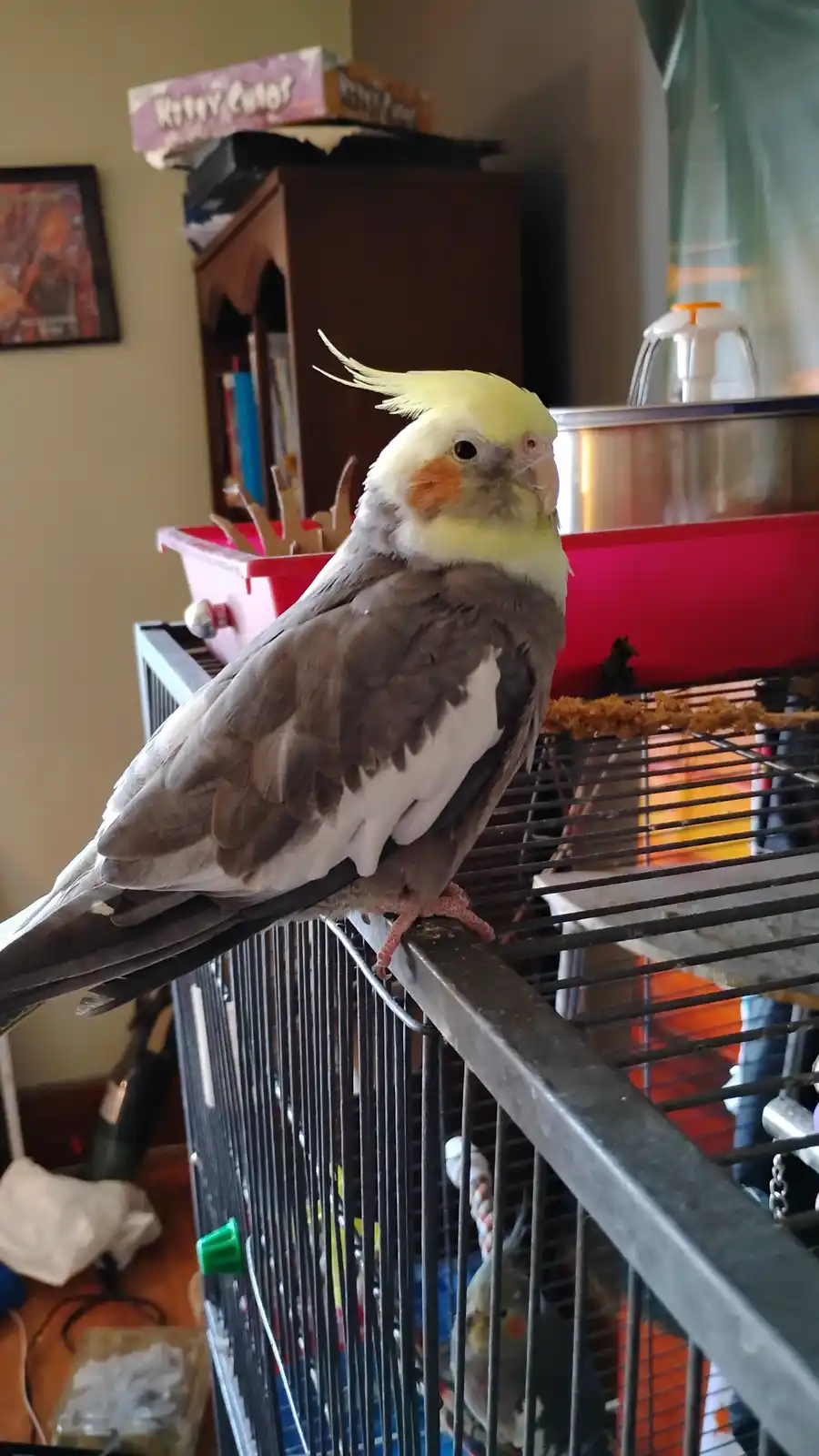 A cockatiel with a yellow crest and orange cheek patches perches confidently on the top bar of its cage, looking directly at…
