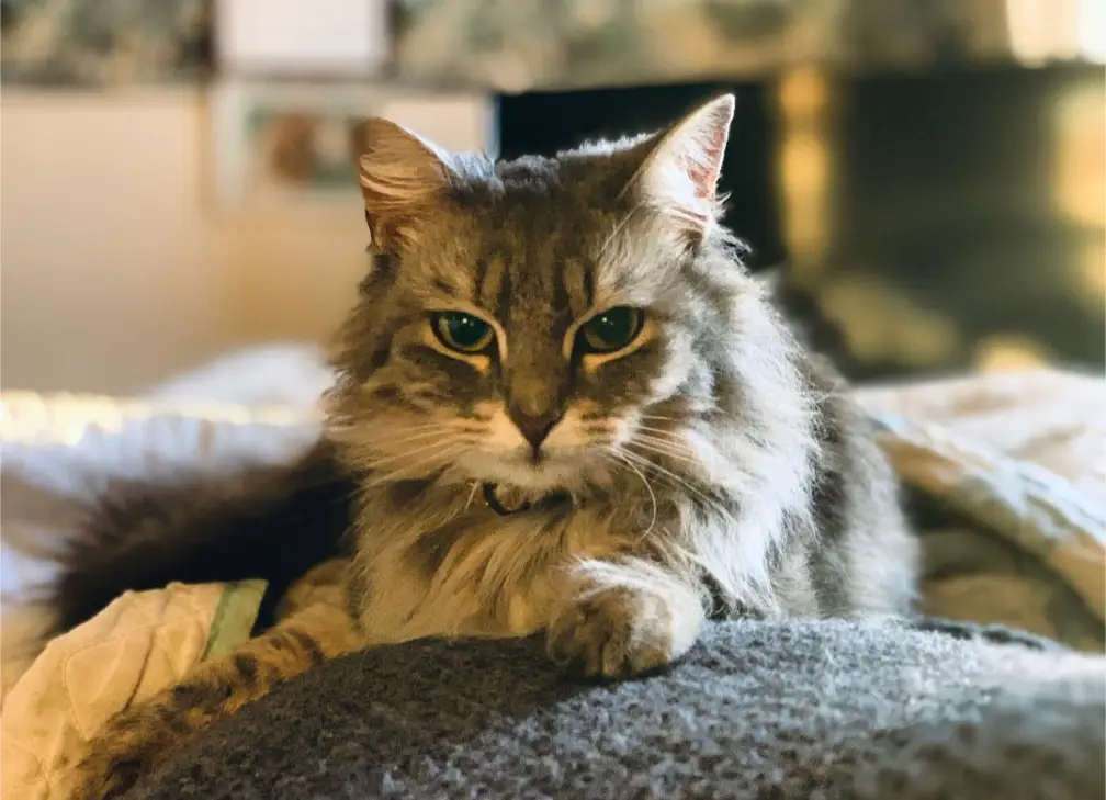 a fluffy, long-haired tabby cat with green eyes sits regally on a textured blanket, looking directly at the camera with a…