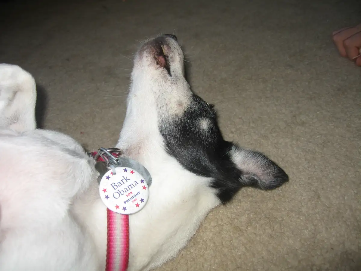 A black and white dog lies on its back on a beige carpet, looking up with its mouth slightly open. It wears a pink collar…