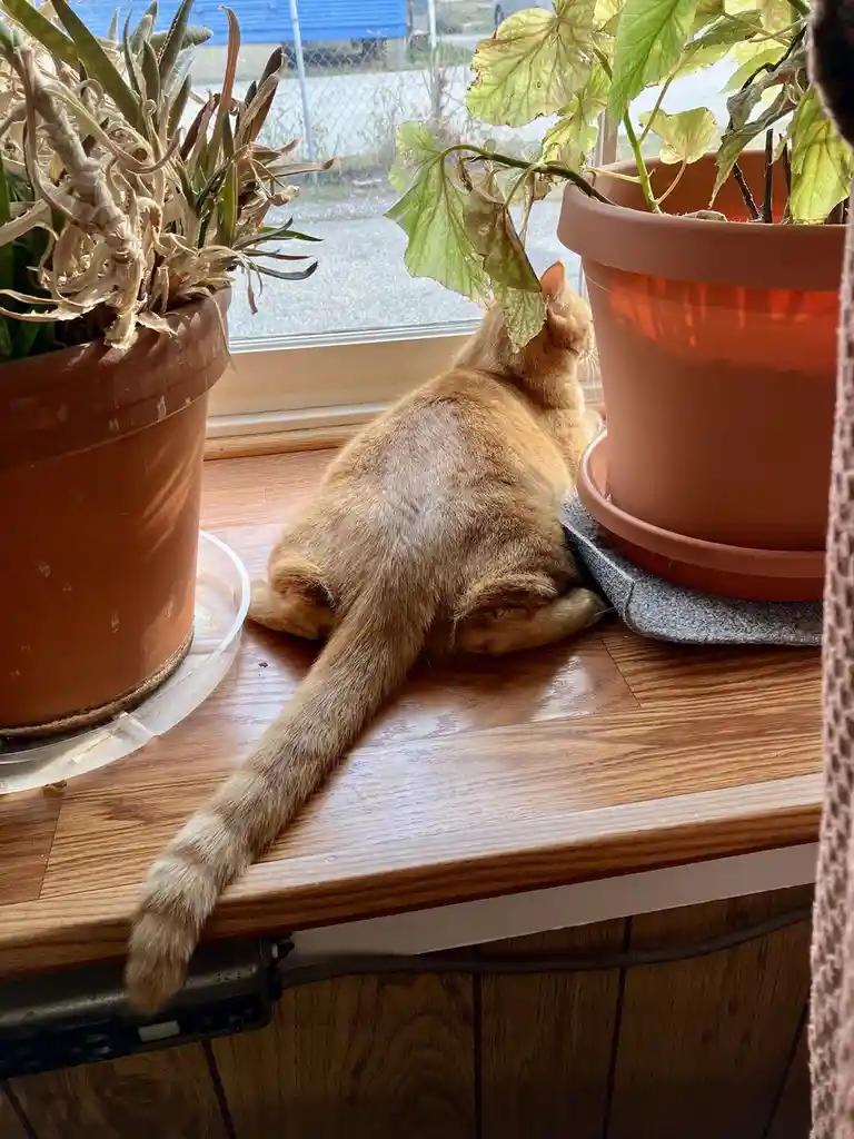 An orange tabby cat sits on a wooden windowsill, facing away from the camera, between two potted plants. One plant is lush…