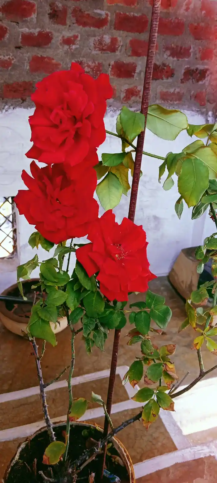 A potted rose bush with three vibrant red blooms and green leaves, some showing brown spots, stands against a red brick wall…