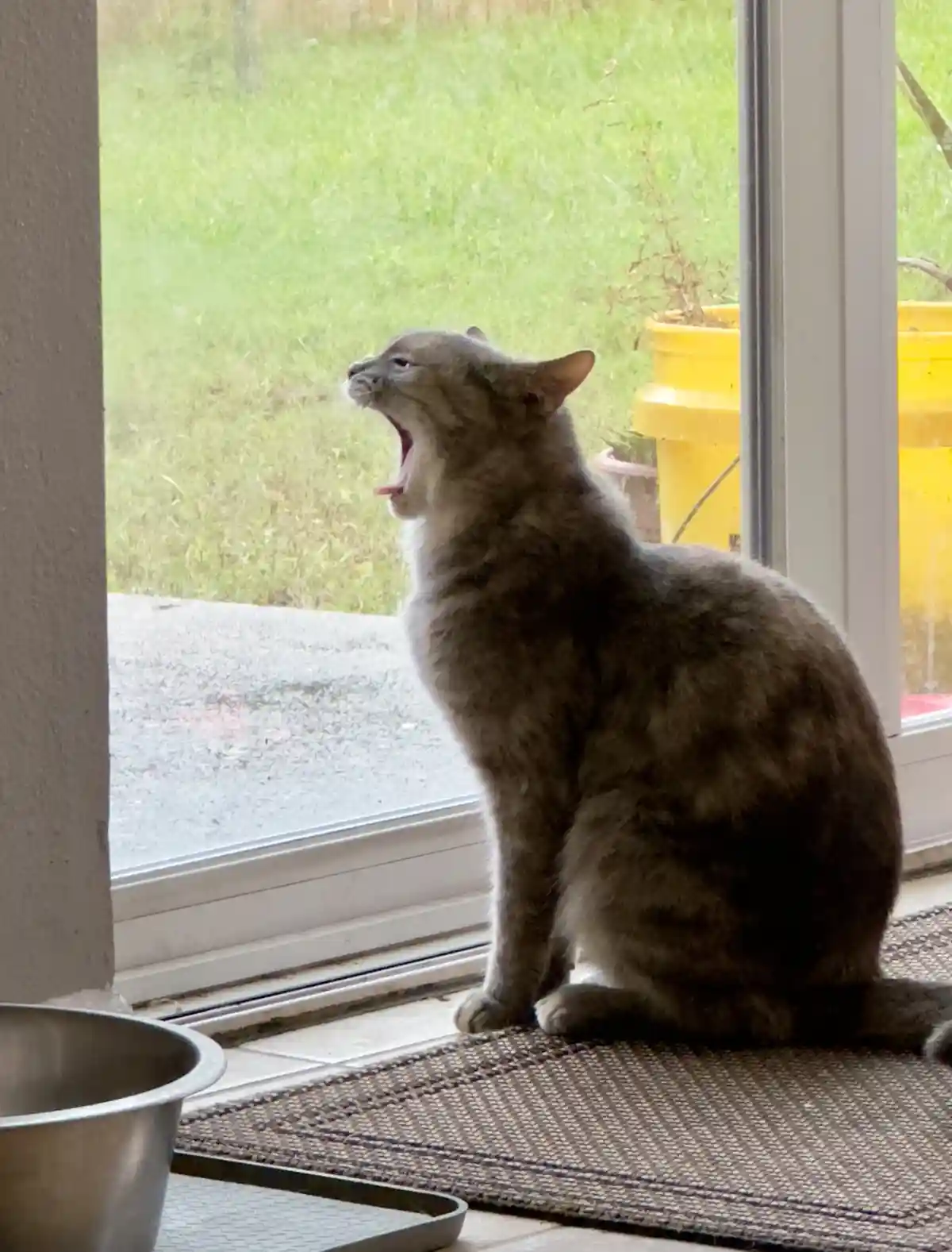 A gray tabby cat is sitting on a doormat indoors, facing a glass door that looks out onto a grassy yard with yellow buckets…