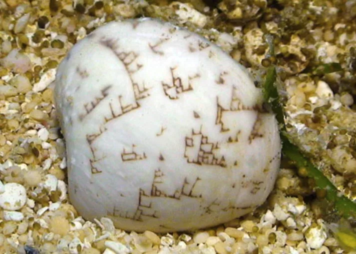 a close-up photo of a white, rounded seashell resting on a bed of small, multicolored pebbles and sand. The shell's surface…