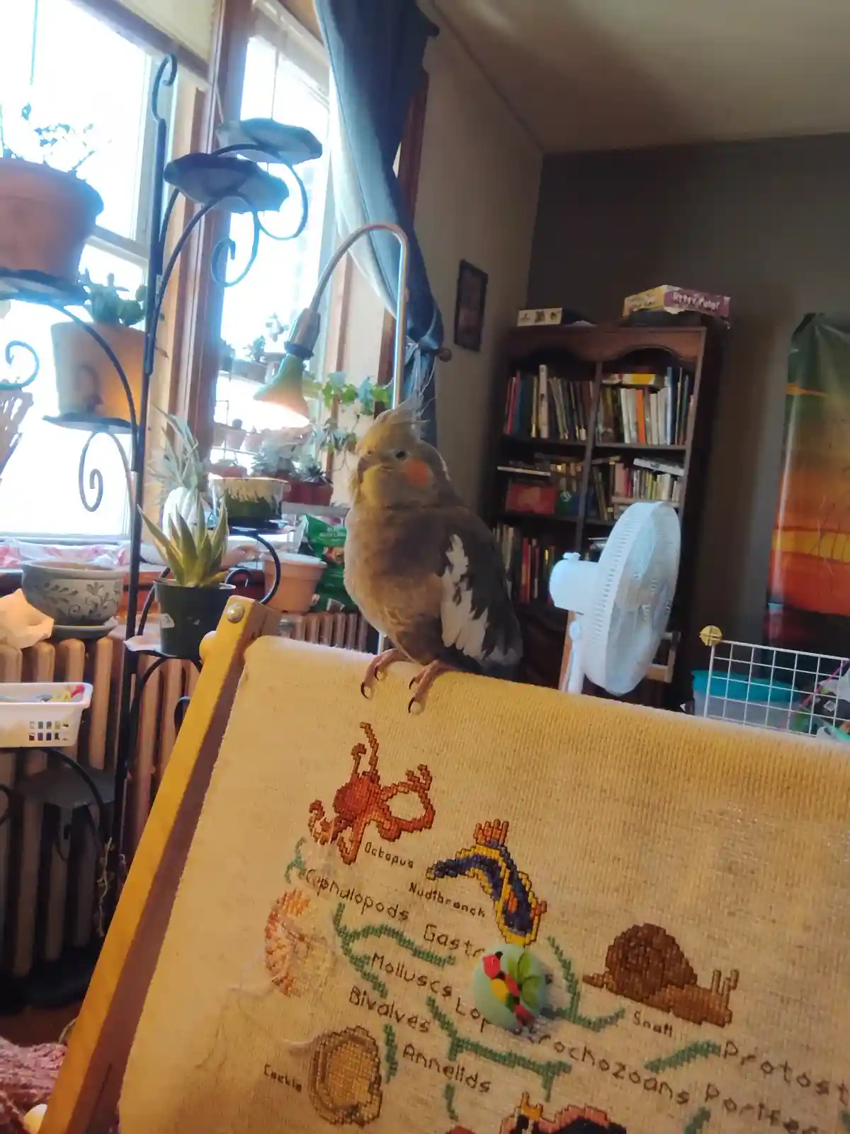 A cockatiel perches on the back of a chair with a cross-stitch piece depicting various marine life categories like…