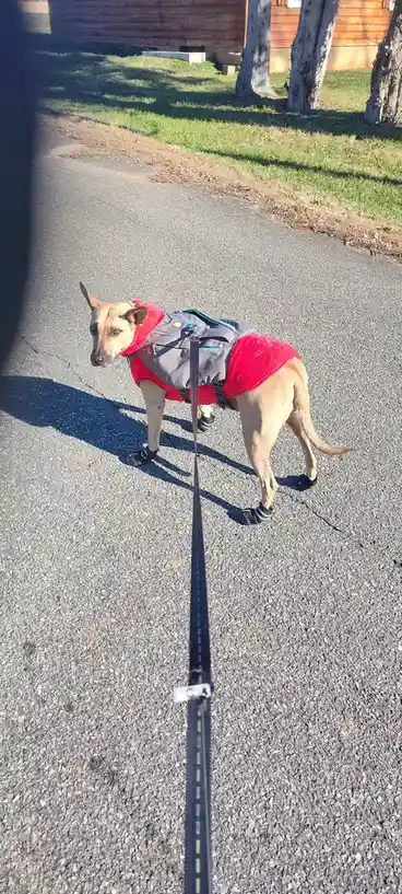 A tan dog stands on an asphalt road wearing a red fleece vest, a grey Ruffwear backpack, and black dog boots, looking back…