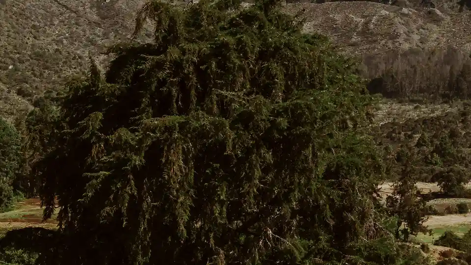 A towering tree stands defiantly against the rugged Andean backdrop, its branches stretching towards the sky like…