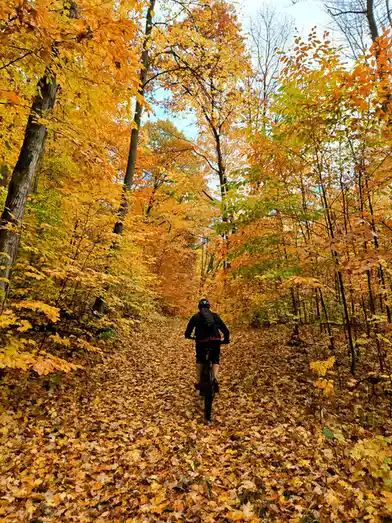 A person wearing a helmet and backpack rides a bicycle down a narrow forest trail covered in golden autumn leaves. The trees…