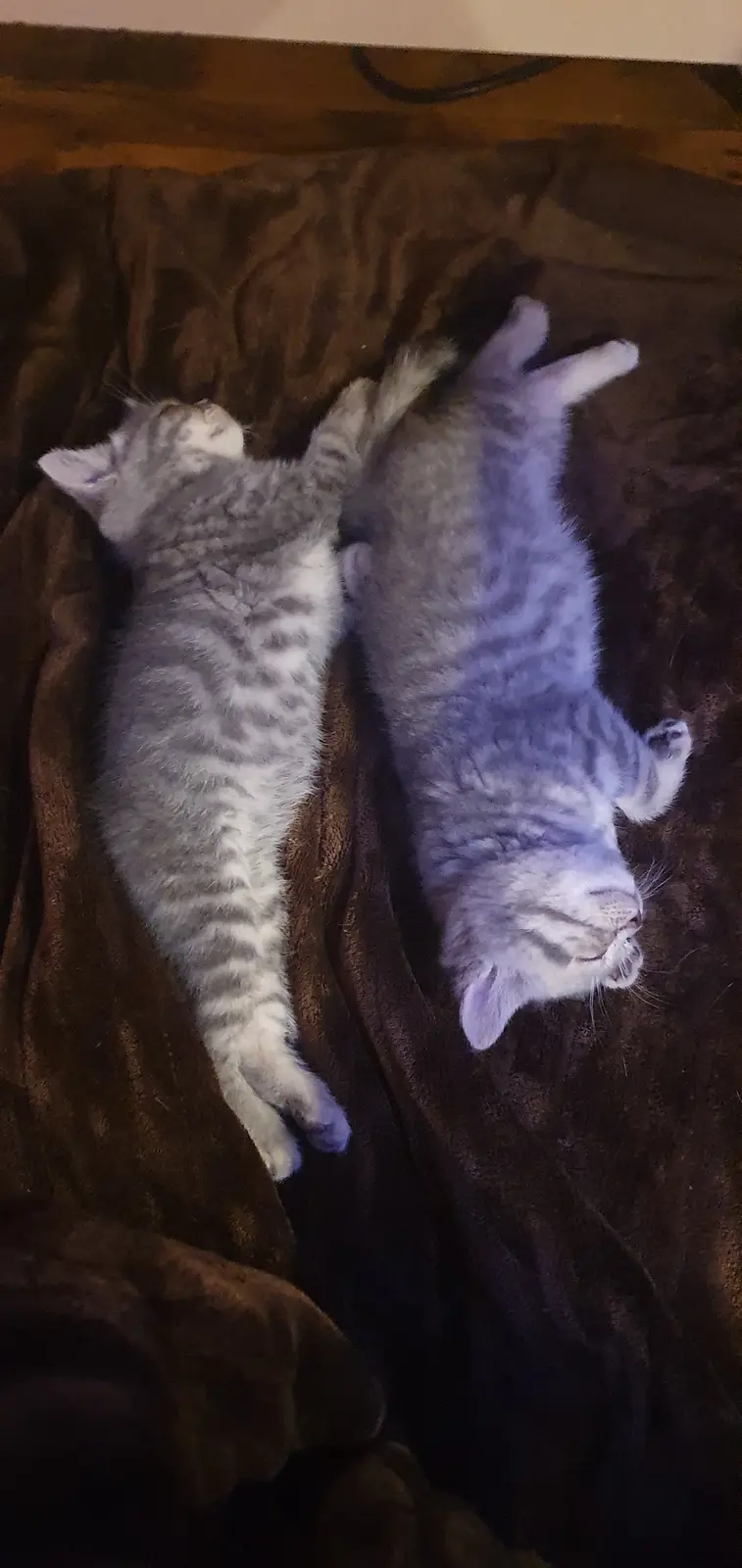 Two gray tabby kittens are lying on their backs on a brown blanket, appearing to be asleep or very relaxed. One kitten is on…