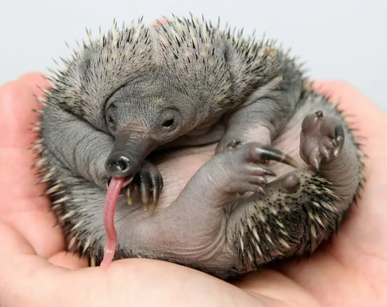 A small, spiky baby hedgehog curled up in a human hand, its long pink tongue sticking out. The overlaid text reads 'i'm not…