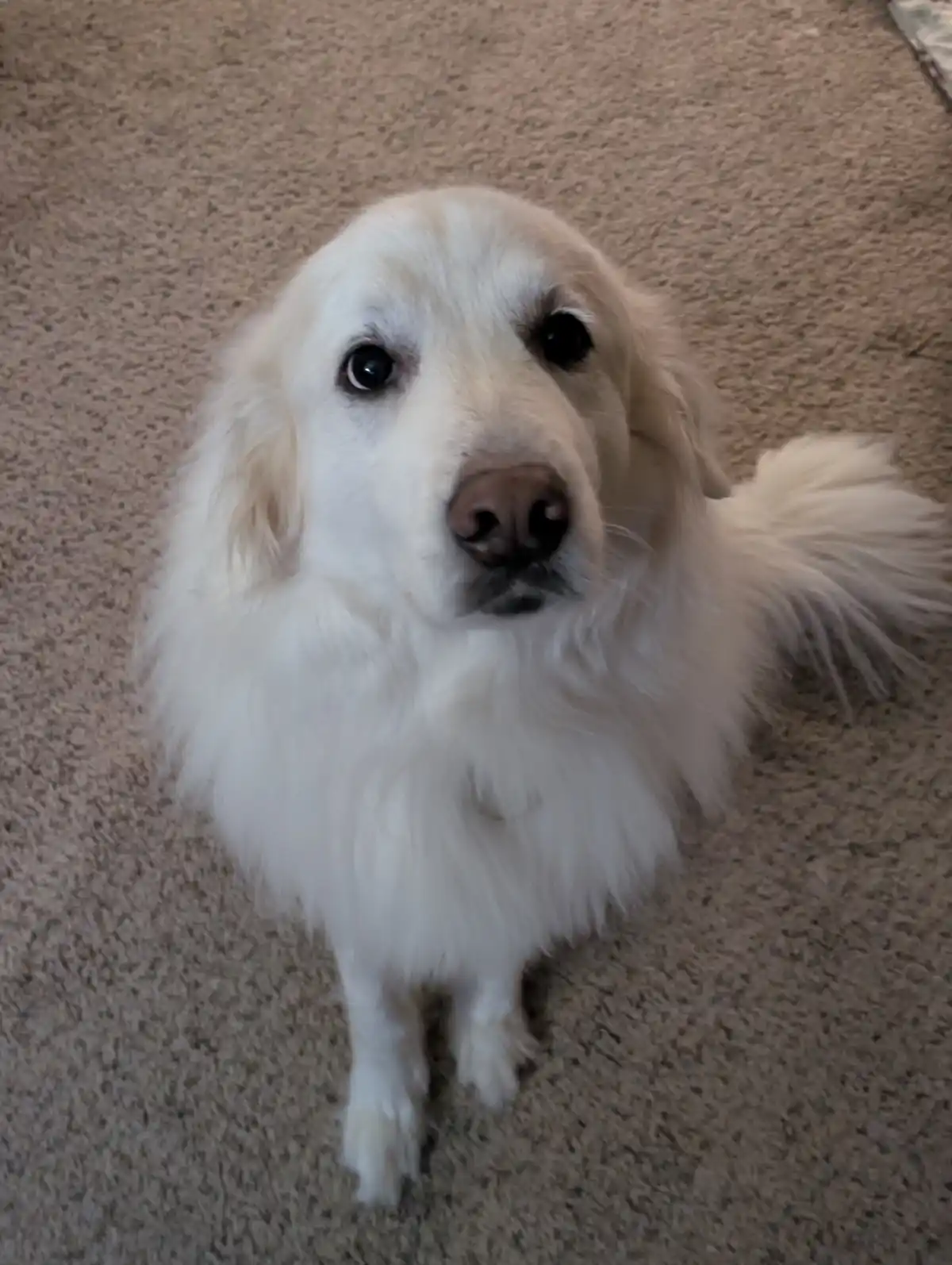 A fluffy white dog, likely a golden retriever, sits on a beige carpet looking up with wide, pleading eyes. The text overlaid…