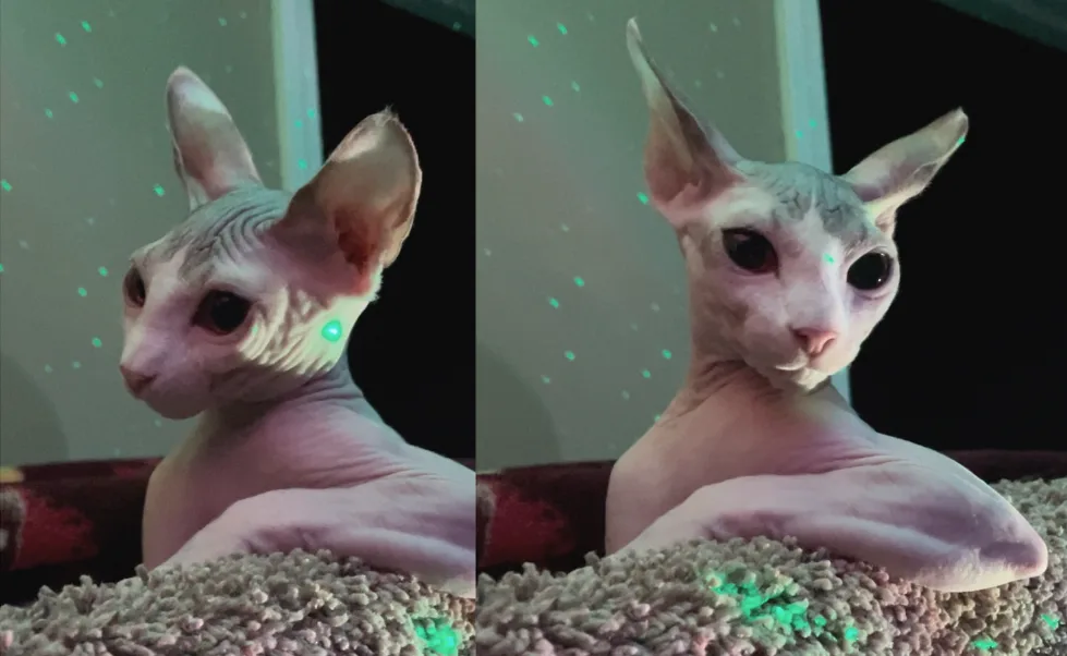 A split-screen image shows a hairless sphynx cat in two poses, both with glowing green laser dots on its head and body…