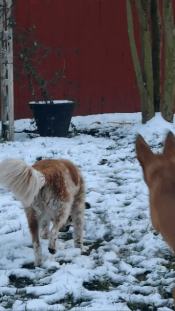 A sequence of six images shows two dogs in a snowy yard with a red fence. The first dog, with a fluffy tail, walks away from…