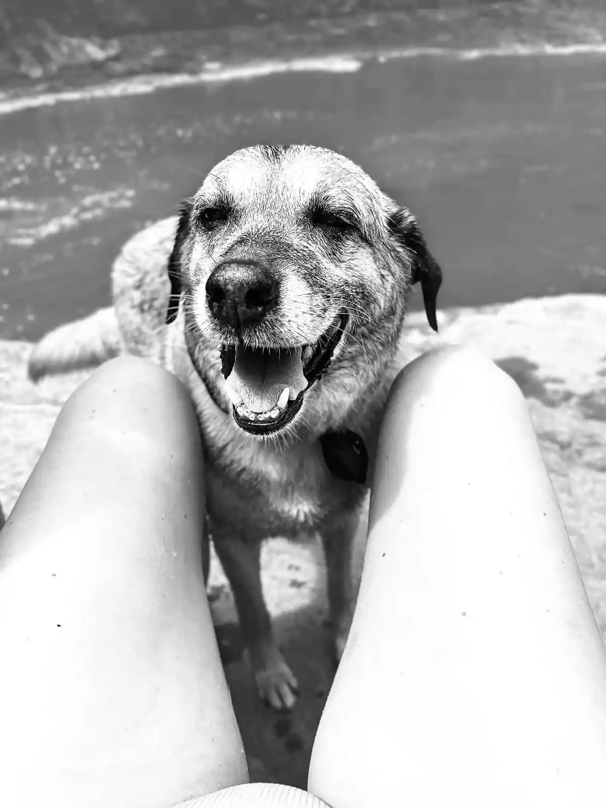A black and white photo shows a dog with its mouth open and eyes squinted, standing between a person's legs on a beach. The…