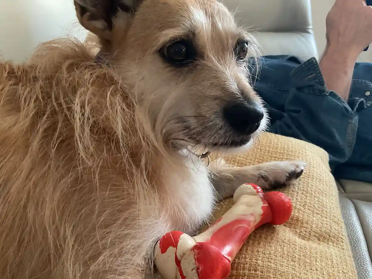 Meet My Adorable Romanian Rescue Pup
