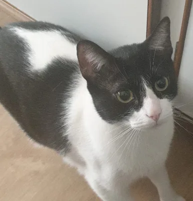 A black and white cat with large, expressive eyes looks directly at the camera with a slightly tilted head, standing on a…