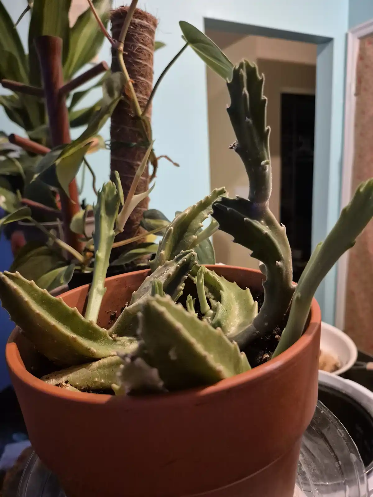 A close-up photo shows a potted succulent plant with thick, green, spiky stems that appear to be wilting or dying, with some…