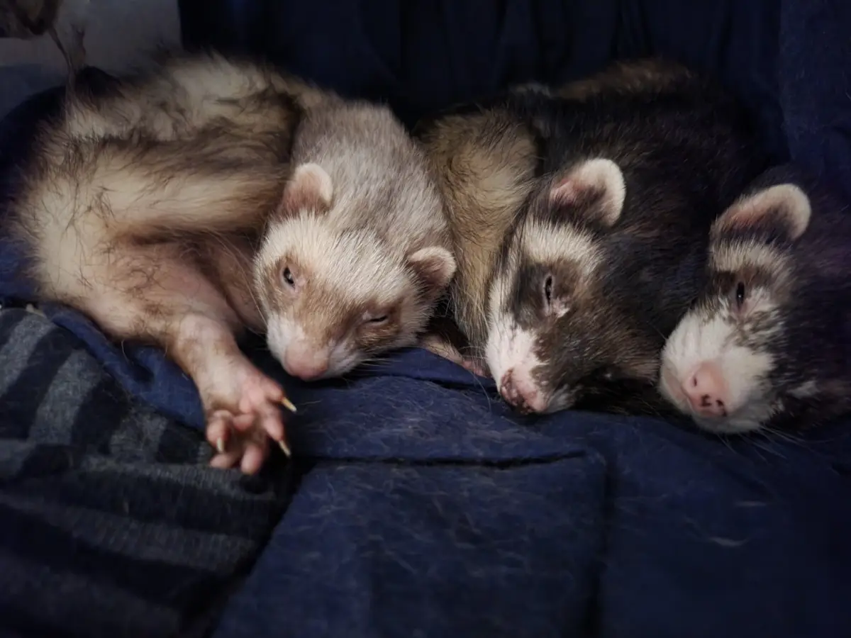 Three ferrets are curled up and sleeping together on a dark blue blanket. The ferret on the left is light brown with one eye…