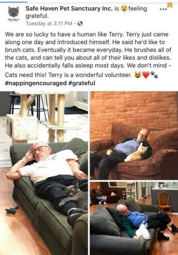 A collage of three photos shows a bald man in different settings, always asleep on a couch while a cat rests on or near him…
