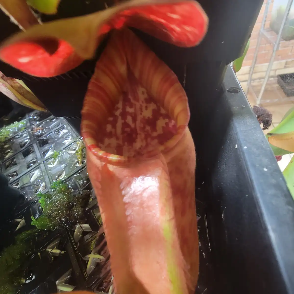 A close-up photo of a vibrant red and orange pitcher plant with a wide, open mouth and a patterned interior, set against a…