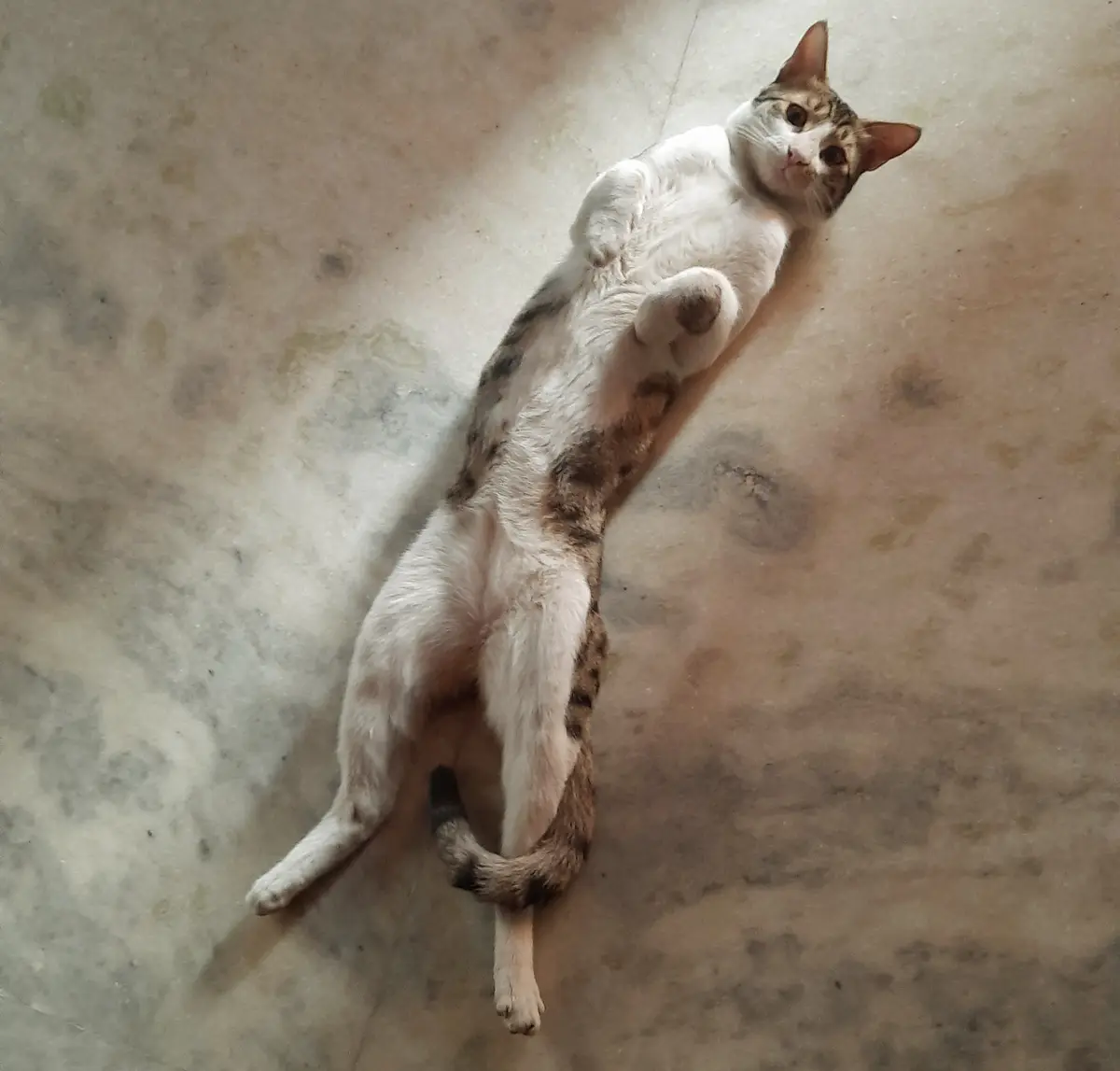 A white and brown tabby cat lies on its back on a mottled beige floor, legs splayed and tail curled, looking up with a…