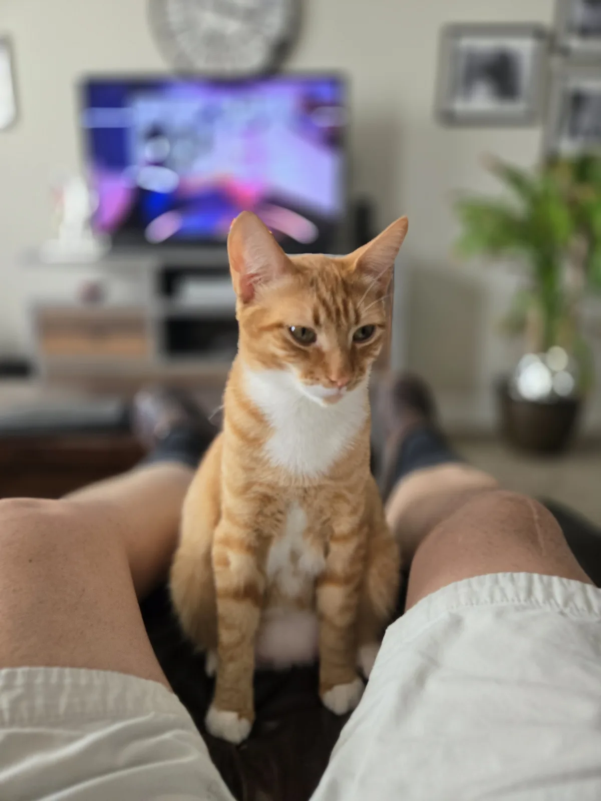 An orange tabby cat with white markings sits perched between a person's legs, looking directly at the camera with a serious…