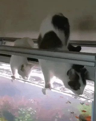 A black-and-white cat is shown in a sequence of images, intently staring at a fish tank below it. The cat is perched on the…