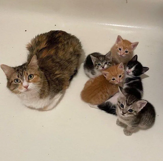 A large calico cat sits in a white bathtub, looking directly at the camera, while five small kittens of various colors…