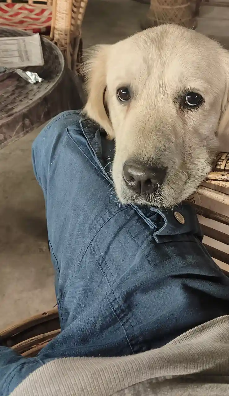A light-colored Labrador puppy rests its head on a person's shoulder, looking directly at the camera with large, soulful…