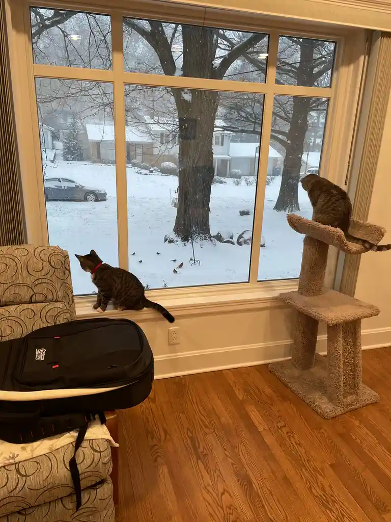 Two tabby cats are indoors, one sitting on a windowsill and the other on a cat tree, both looking out at a snowy yard where…