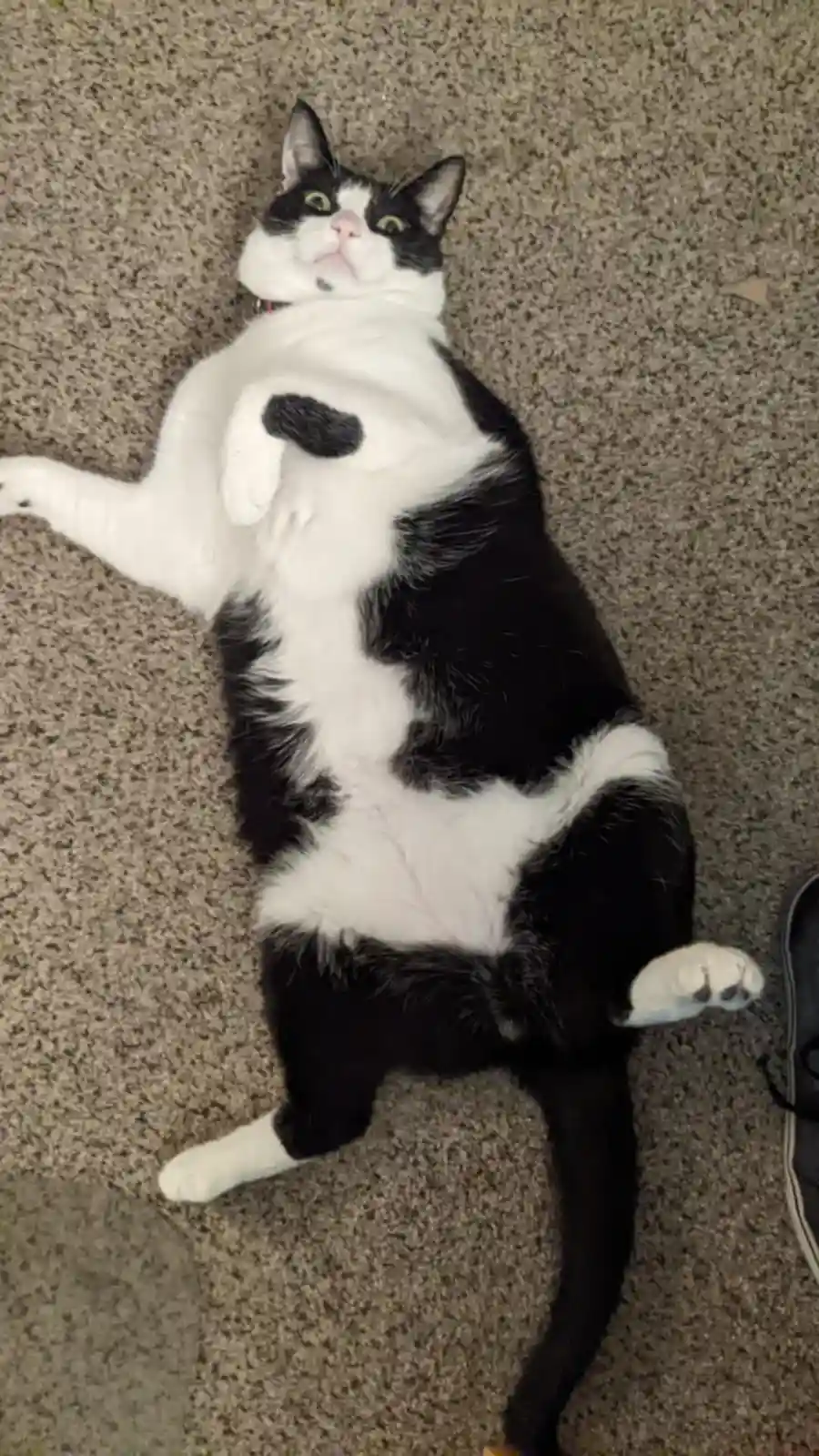 A black and white cat lies on its back on a speckled carpet, legs splayed, looking up with wide eyes. The overlaid text…