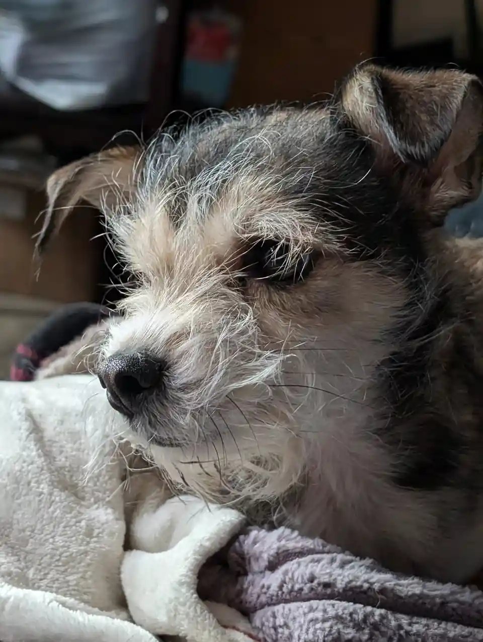 A close-up photo of a scruffy, small dog with wiry brown and white fur, resting its head on a white and purple blanket. The…