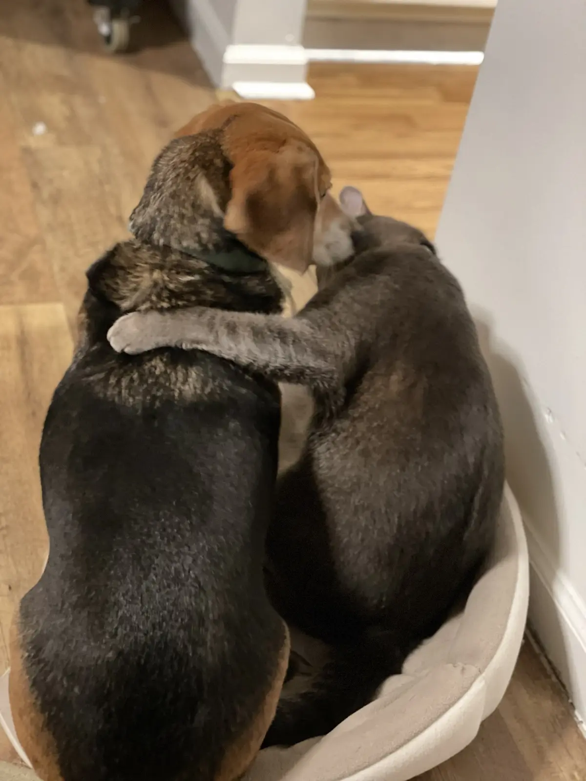 A beagle and a gray cat are curled up together in a pet bed on a wooden floor, with the cat's front paw wrapped around the…