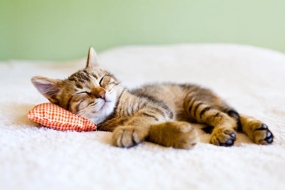 Cozy pillow vibes