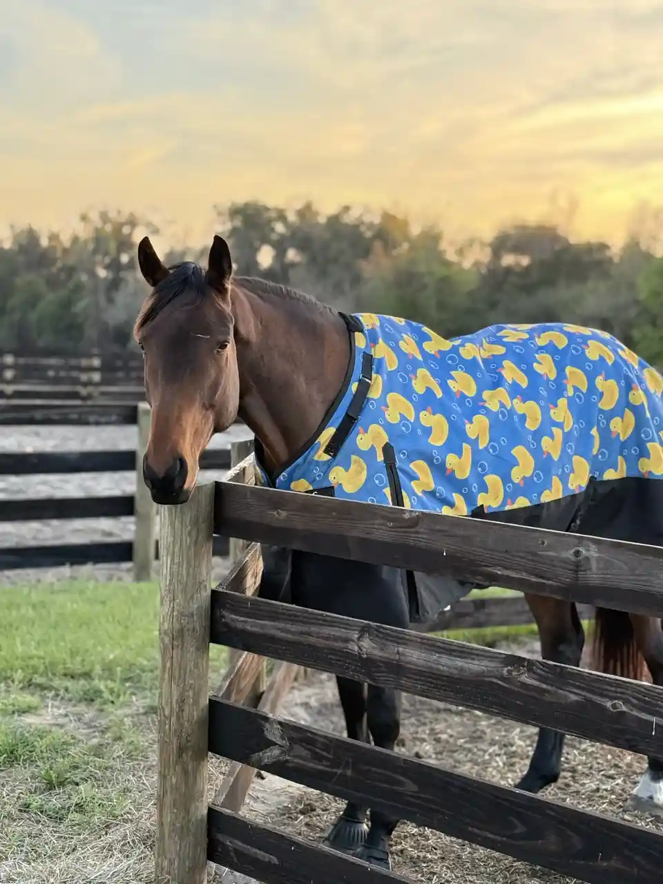 A brown horse stands behind a wooden fence, wearing a bright blue blanket covered in yellow rubber duck patterns and white…