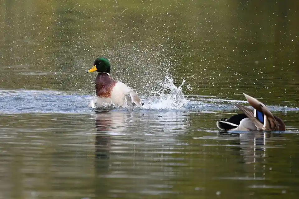 A male mallard duck with a green head and yellow beak is splashing vigorously in water, creating a large spray, while…