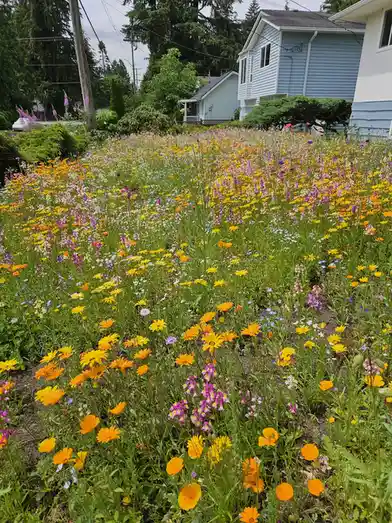A vibrant, wildflower-filled yard in front of a light blue house, with yellow, orange, purple, and white blooms densely…