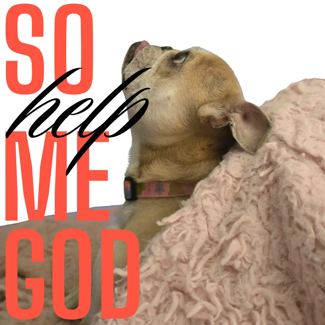 A light brown chihuahua with its head tilted back and tongue slightly out, resting on a fluffy pink blanket. Large red block…