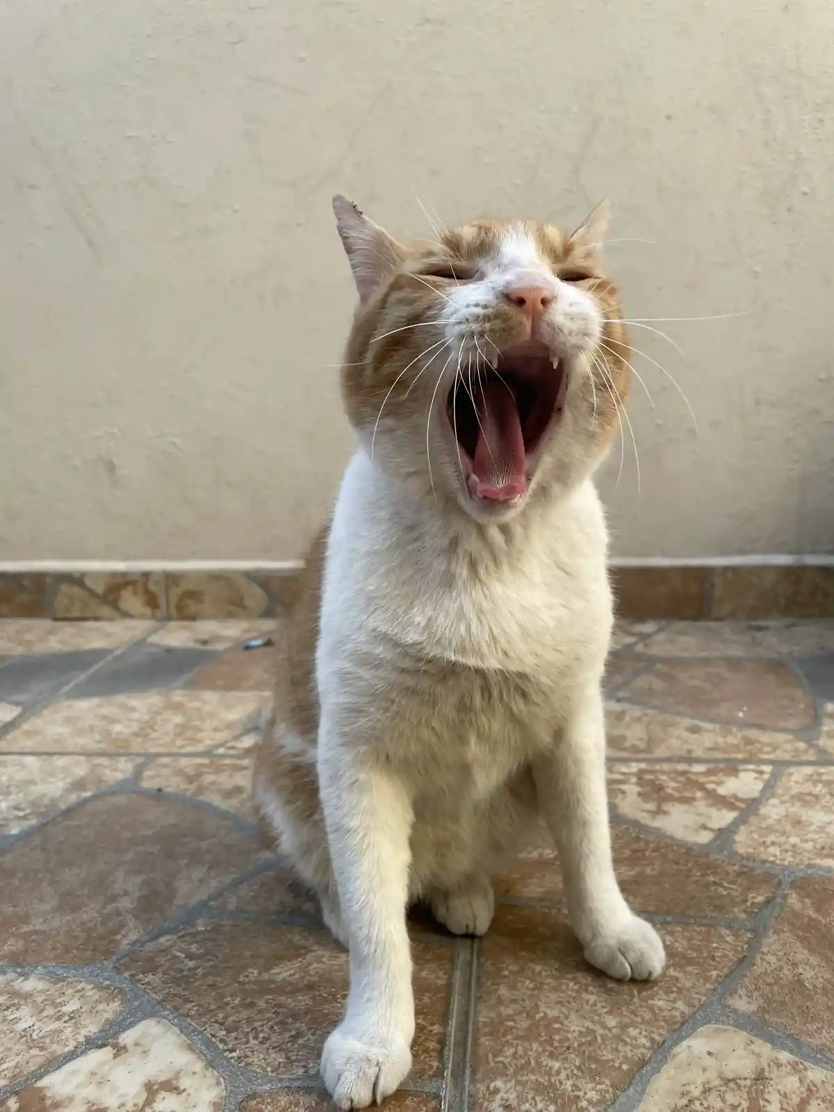 An orange and white cat sits on a tiled floor against a beige wall, yawning widely with its mouth open, tongue visible, and…