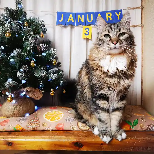 A fluffy tabby cat sits regally on a wooden bench beside a decorated Christmas tree with blue lights and gold ornaments…