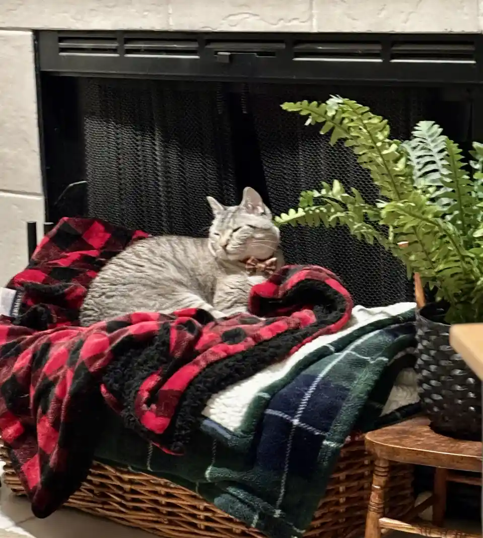 A gray tabby cat with a bowtie is curled up and sleeping peacefully on a pile of plaid blankets inside a wicker basket…