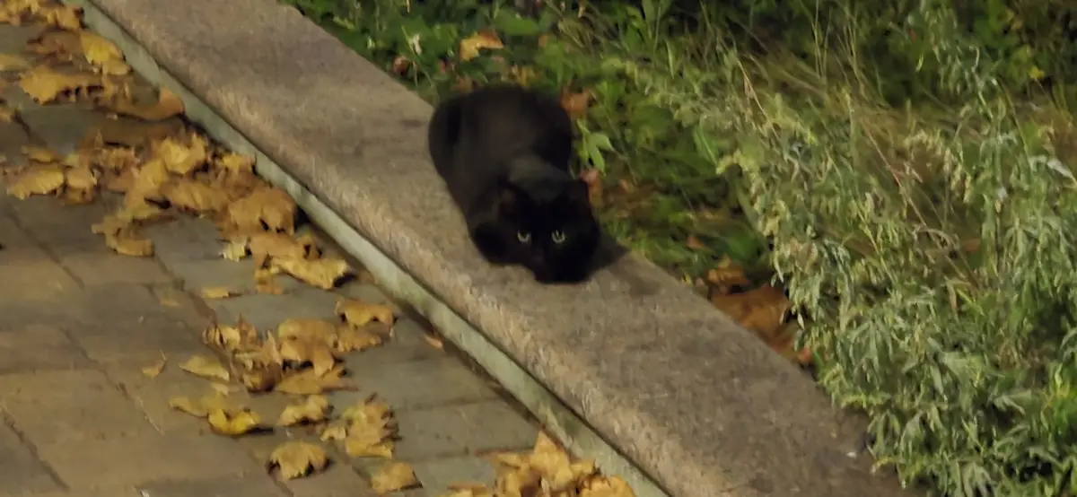 A black cat with glowing eyes sits alertly on a concrete ledge at night, surrounded by fallen autumn leaves and green…