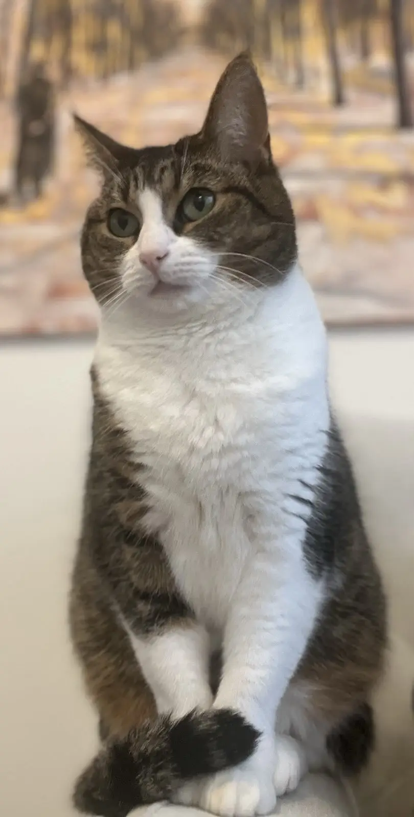 A brown and white tabby cat sits upright on a light-colored surface, looking directly at the camera with a serious, slightly…