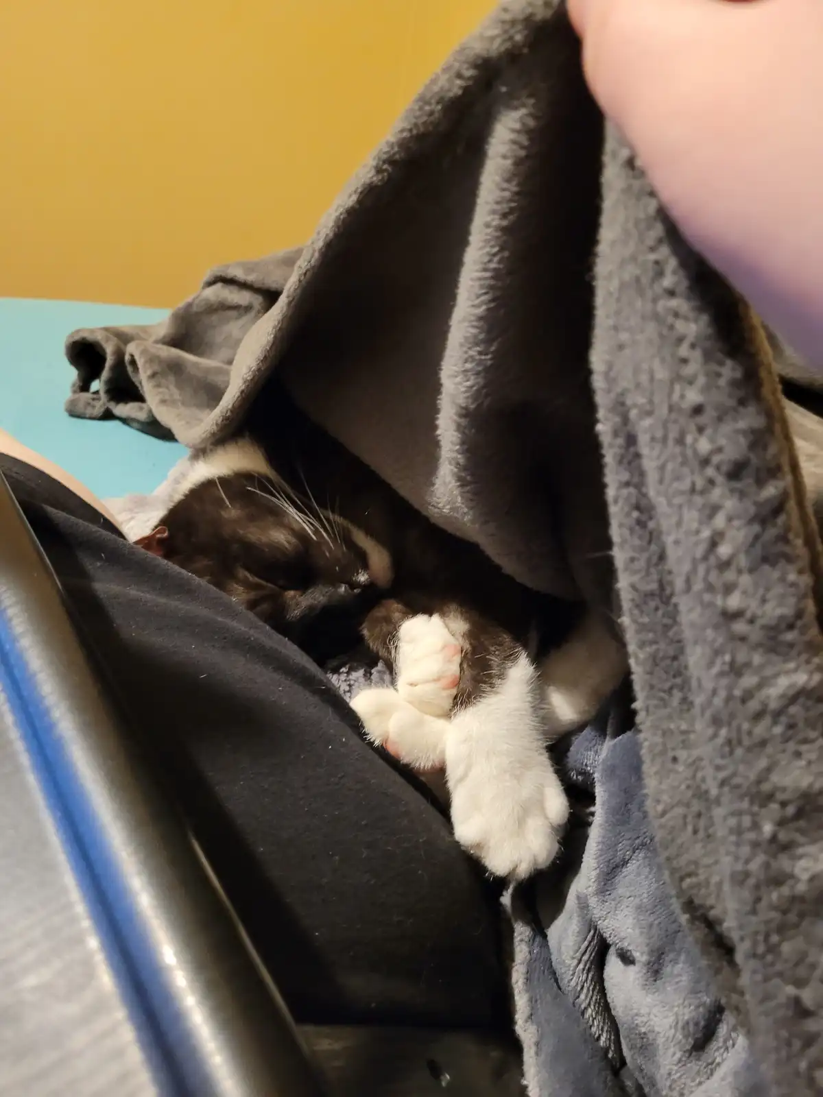 A black and white cat is curled up and sleeping soundly under a grey blanket, with only its paws visible peeking out. A…