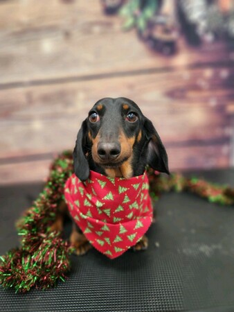 A black and tan dachshund wearing a red bandana with green Christmas tree patterns sits on a black textured surface…
