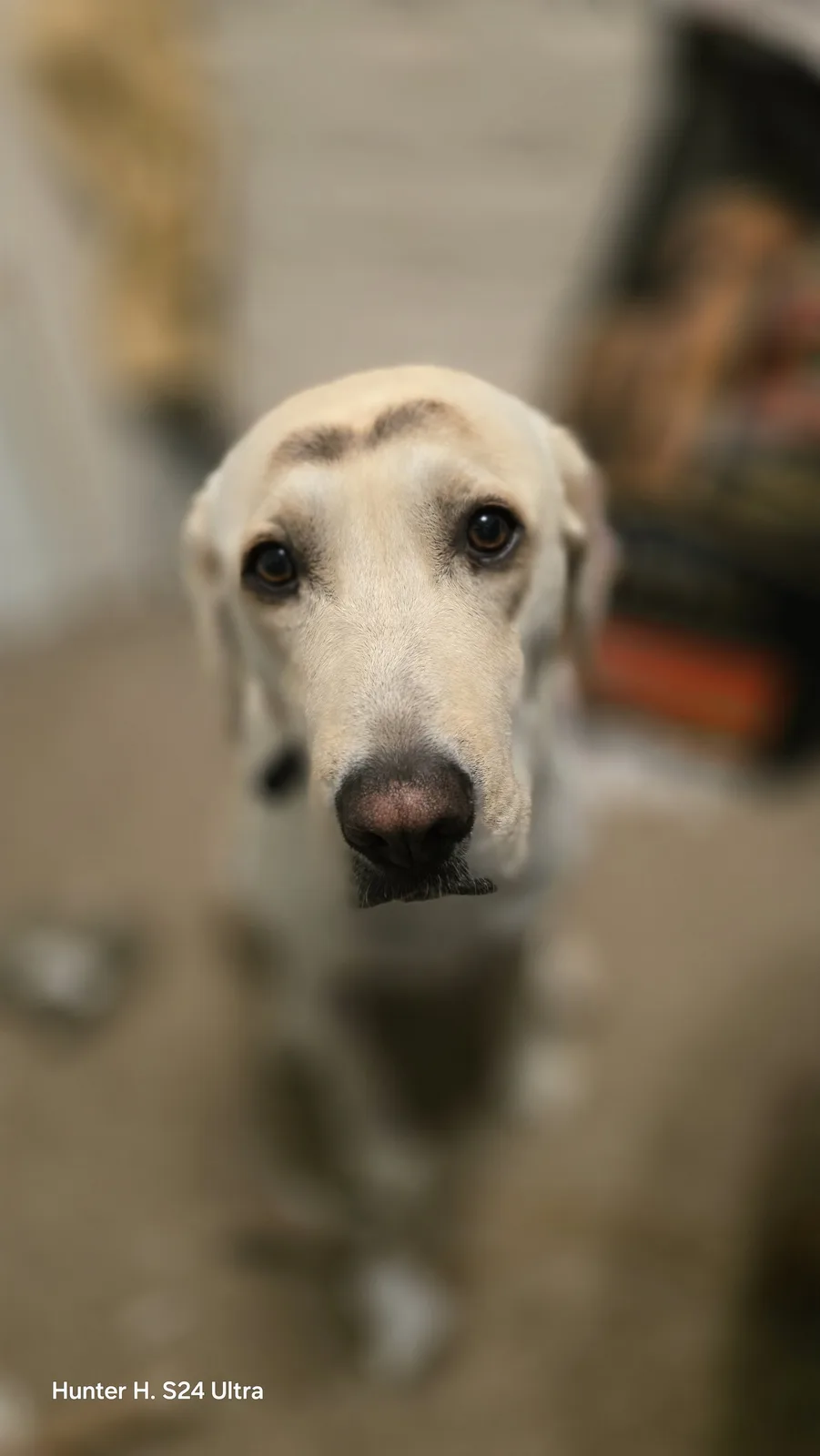 A close-up photo of a light-colored dog looking directly at the camera, with a distinct dark marking on its forehead that…